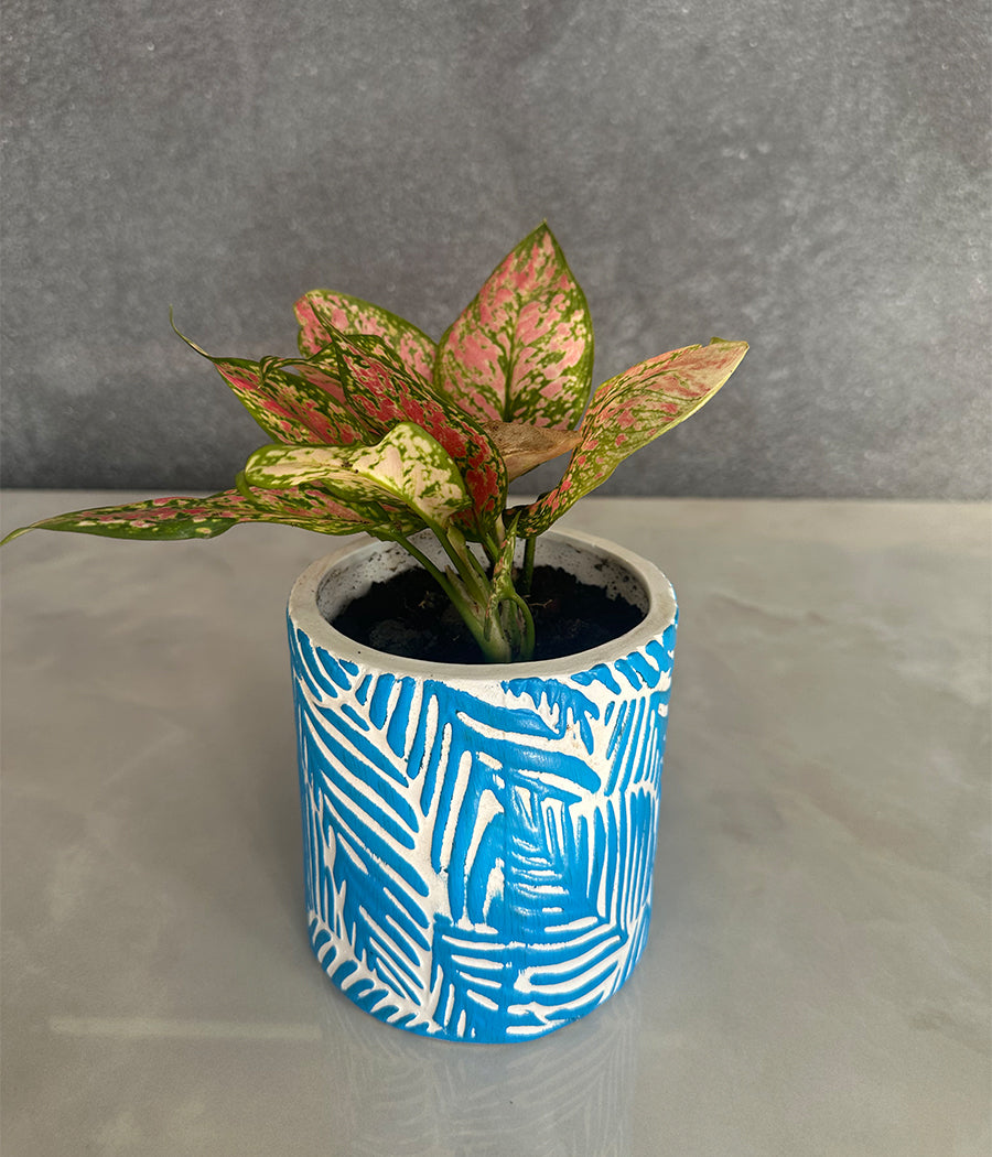 Aravalii Aglaonema Plant in Blue leaf ceremic planter