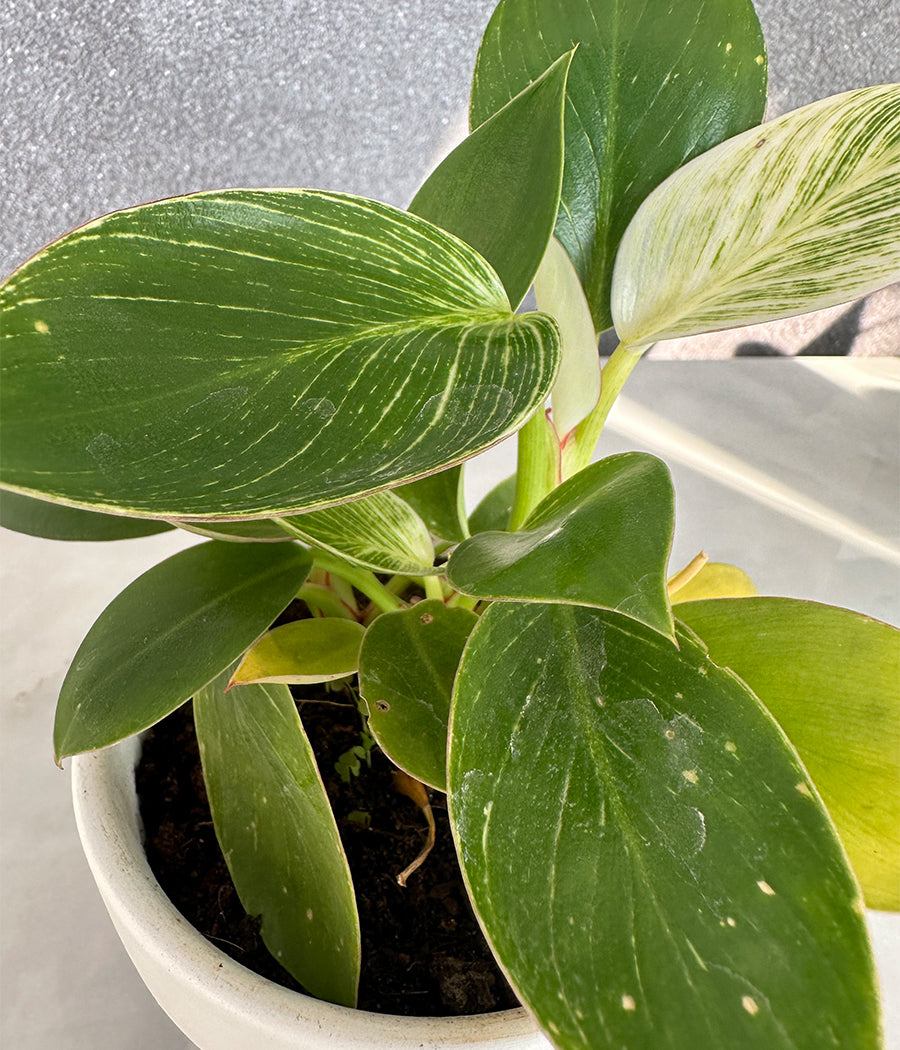 Philodendron Birkin in CERAMIC MATTE POT