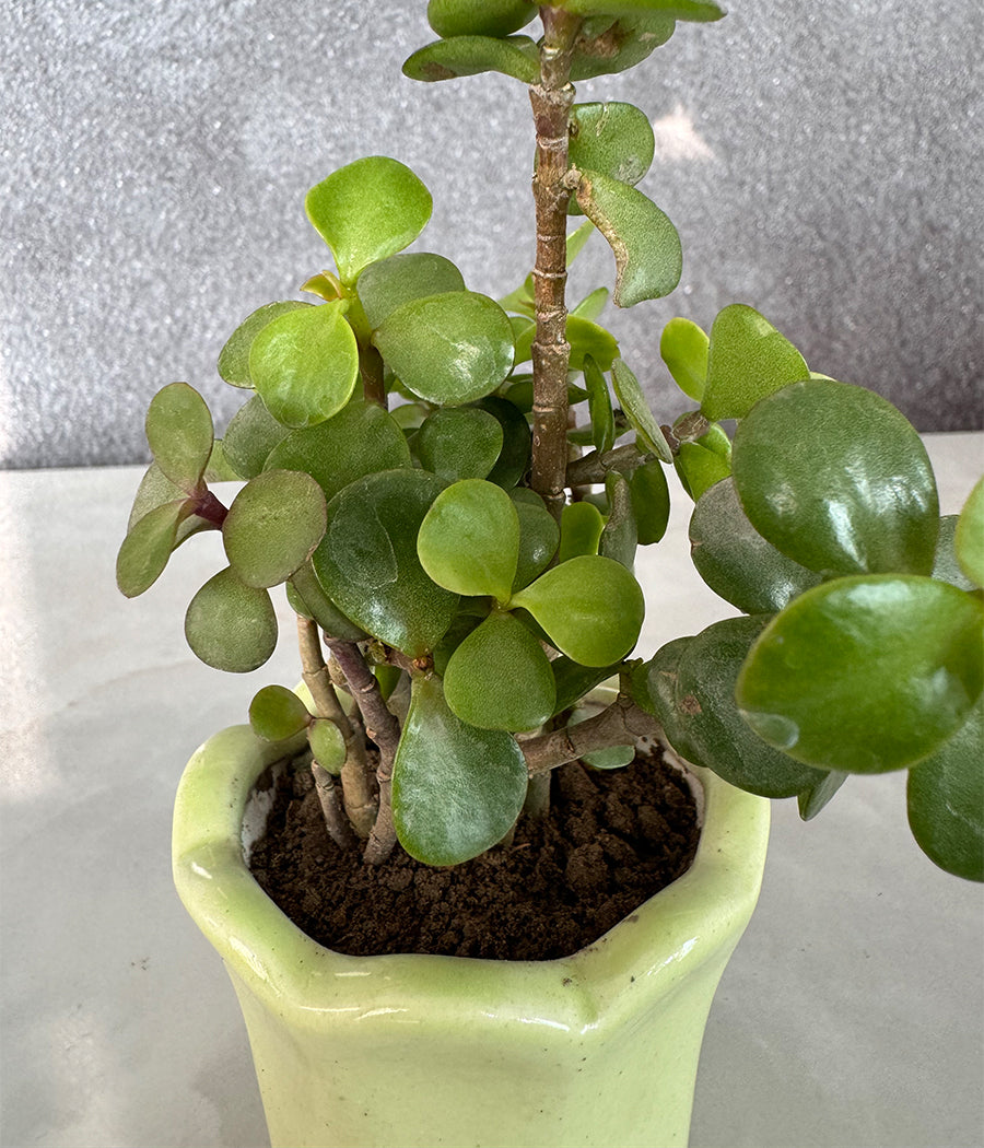Jade Plant in Green Mini Planter