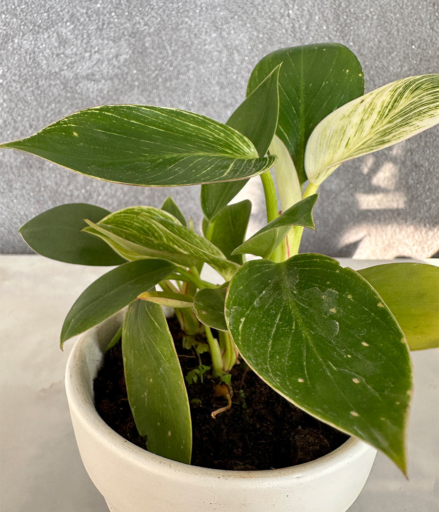 Philodendron Birkin in CERAMIC MATTE POT