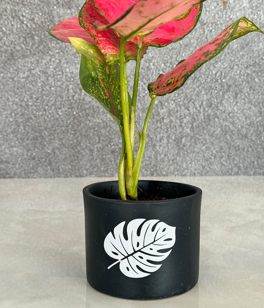 Aglaonema Valentine in Leaf Ceremic Planter
