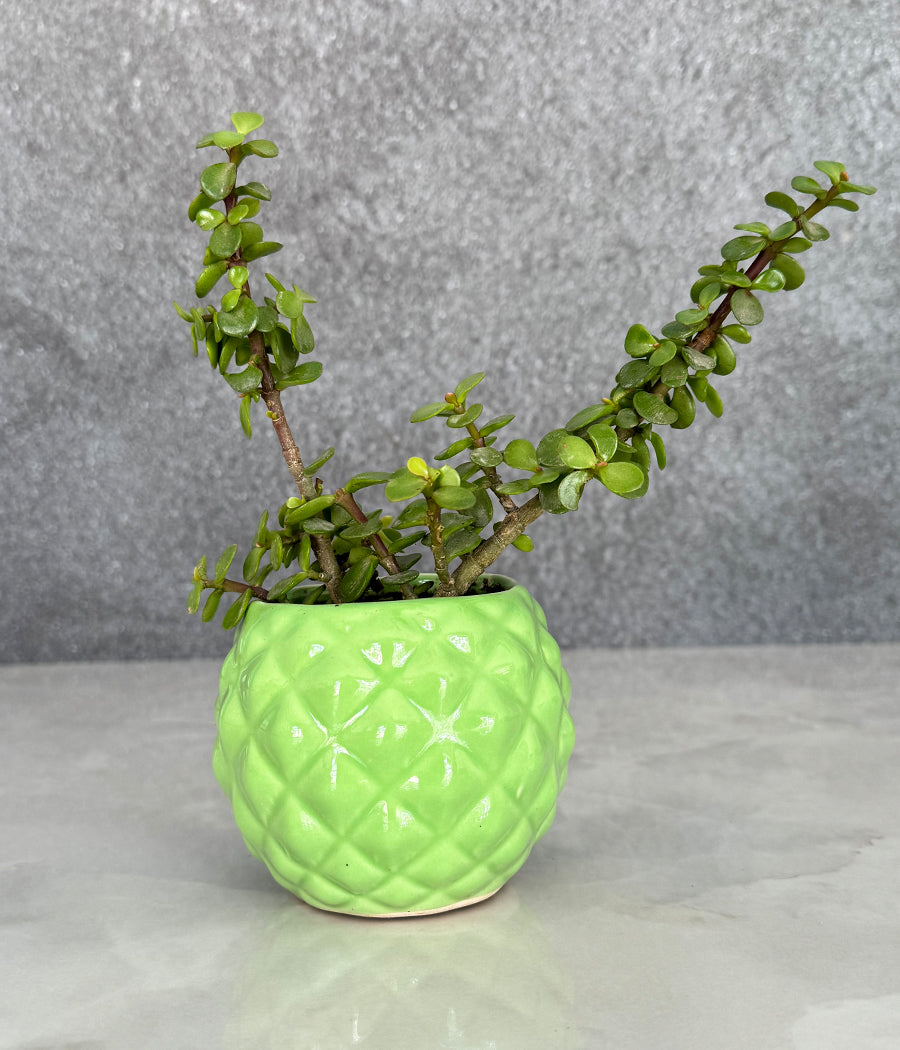 planter for jade plant Jade plant in Diamond bowl planter