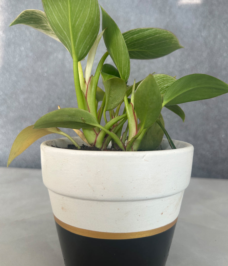 Philodendron Birkin in CERAMIC MATTE POT