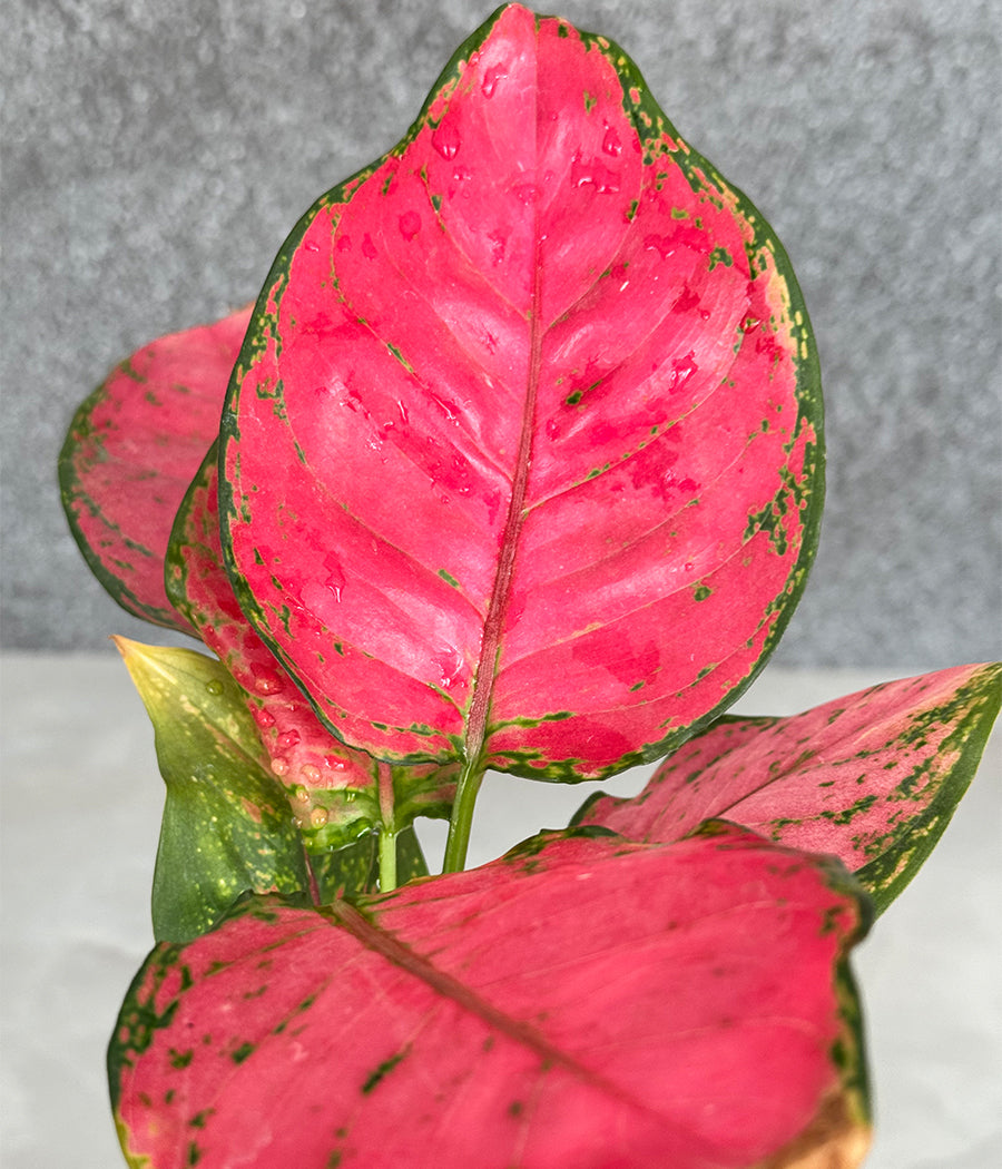 Aglaonema Valentine in Leaf Ceremic Planter