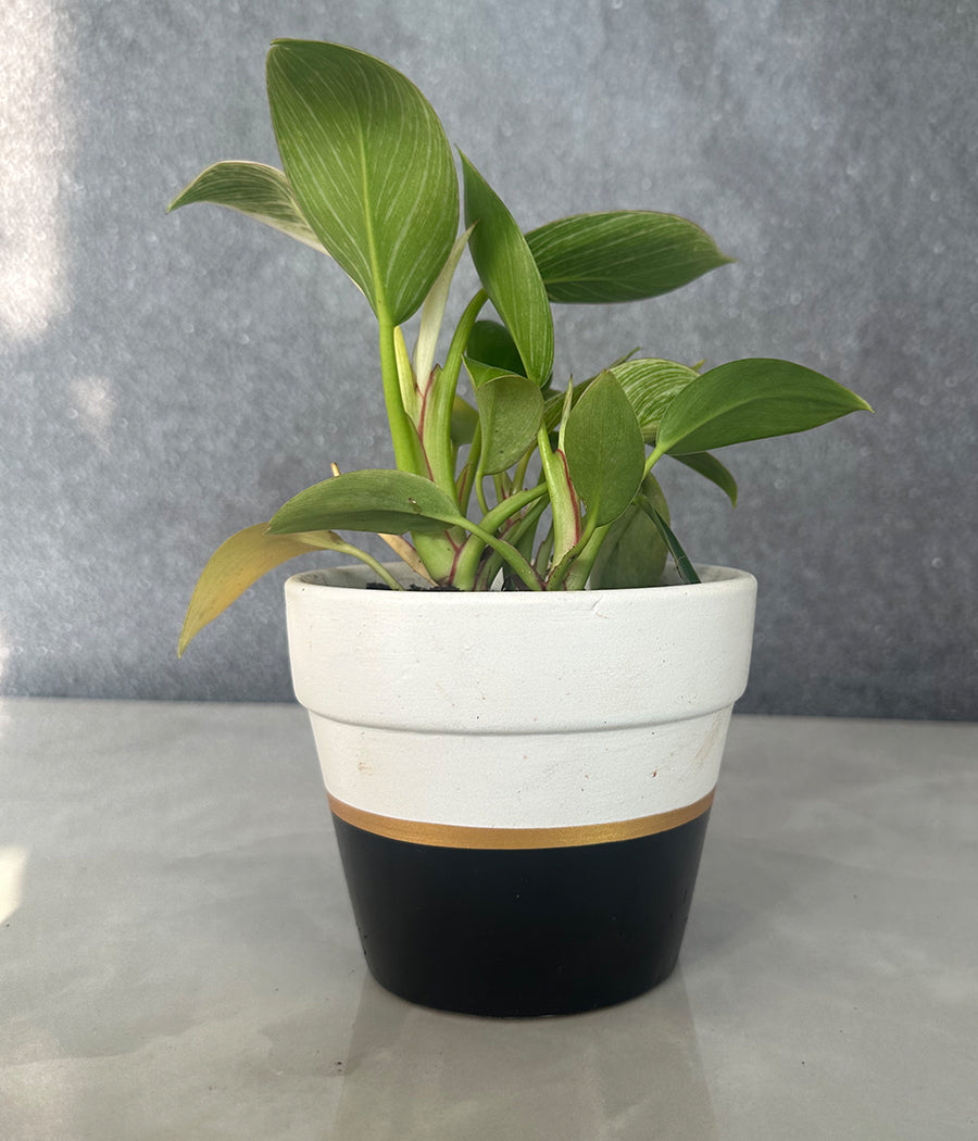 Philodendron Birkin in CERAMIC MATTE POT