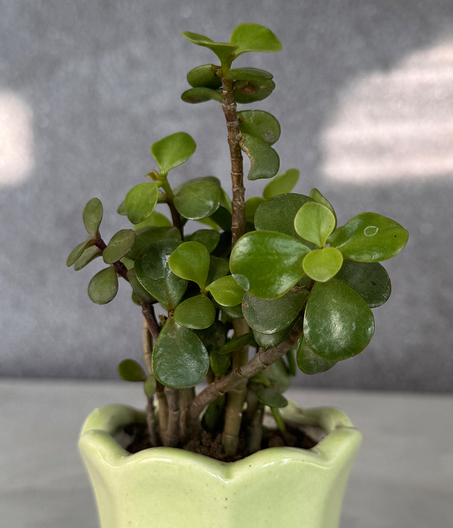 Jade Plant in Green Mini Planter