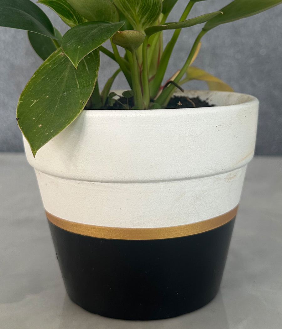 Philodendron Birkin in CERAMIC MATTE POT