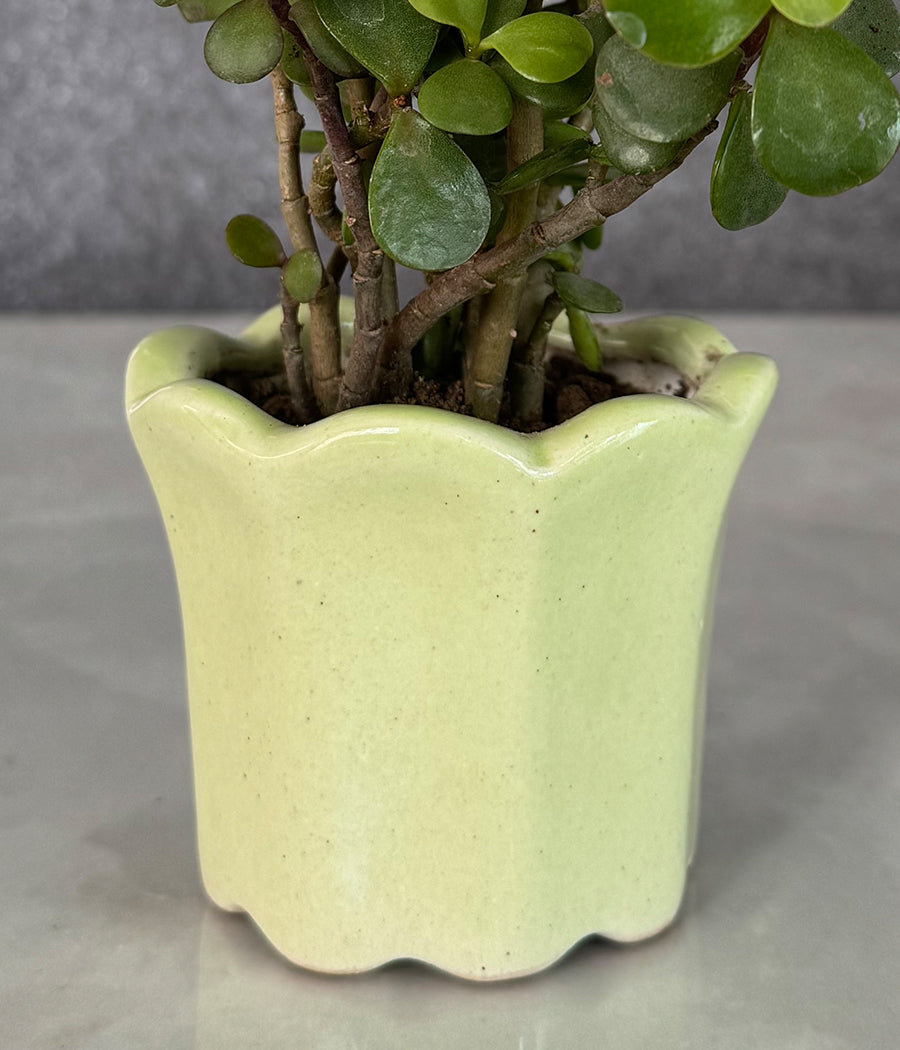 Jade Plant in Green Mini Planter
