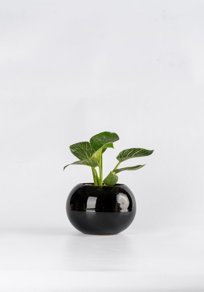 Philodendron Birkin in Round Planter
