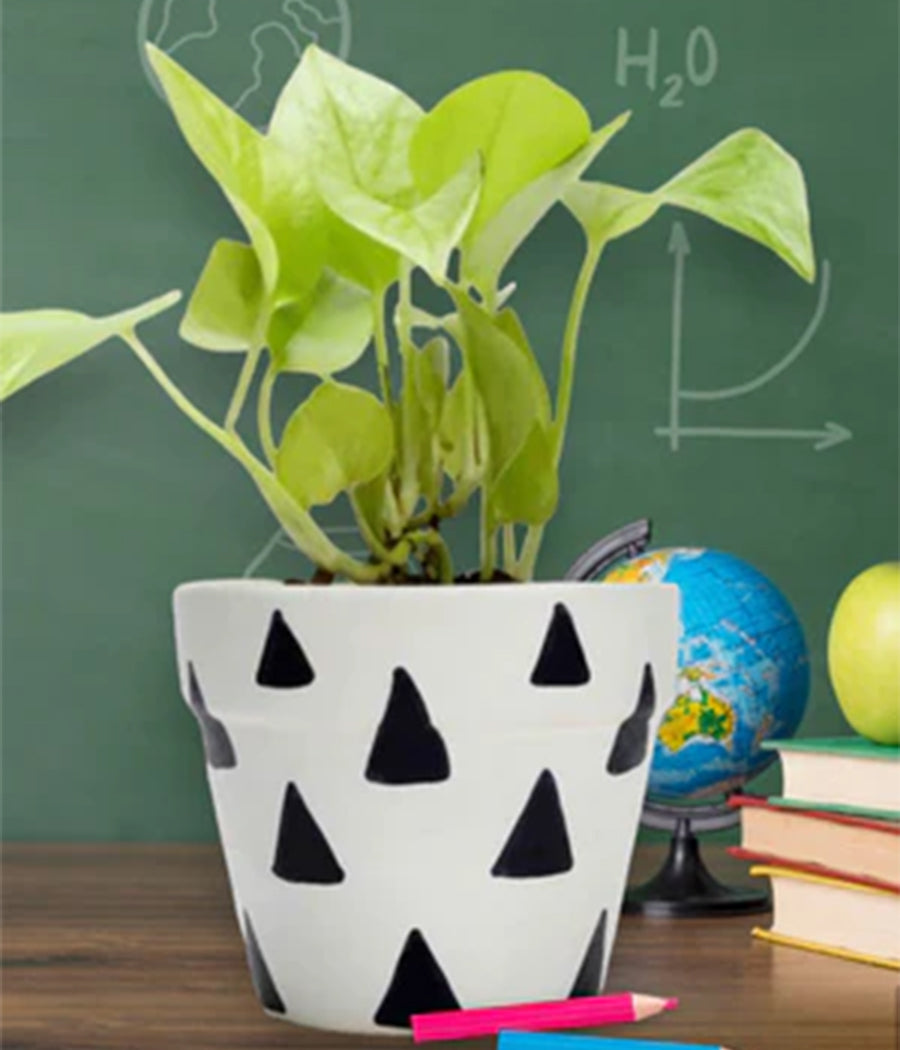 Money Plant In White & Black Matte Pot