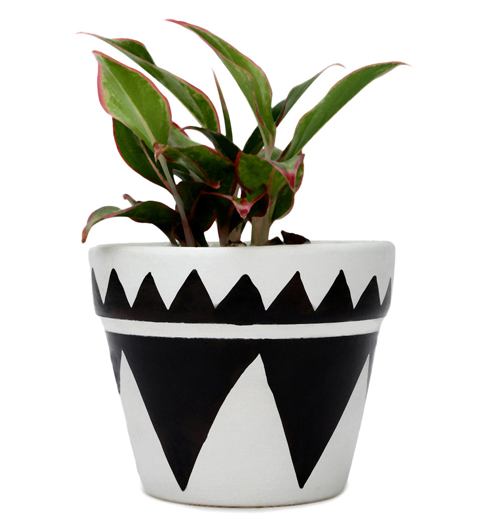 aglaonema black lipstick Aglaonema Lipstick in White & Black Ceramic Matte Planter