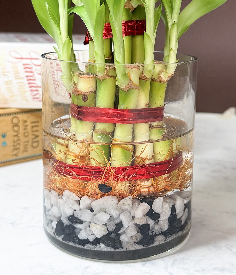 Lucky Bamboo 3 Layers Indoor Plant