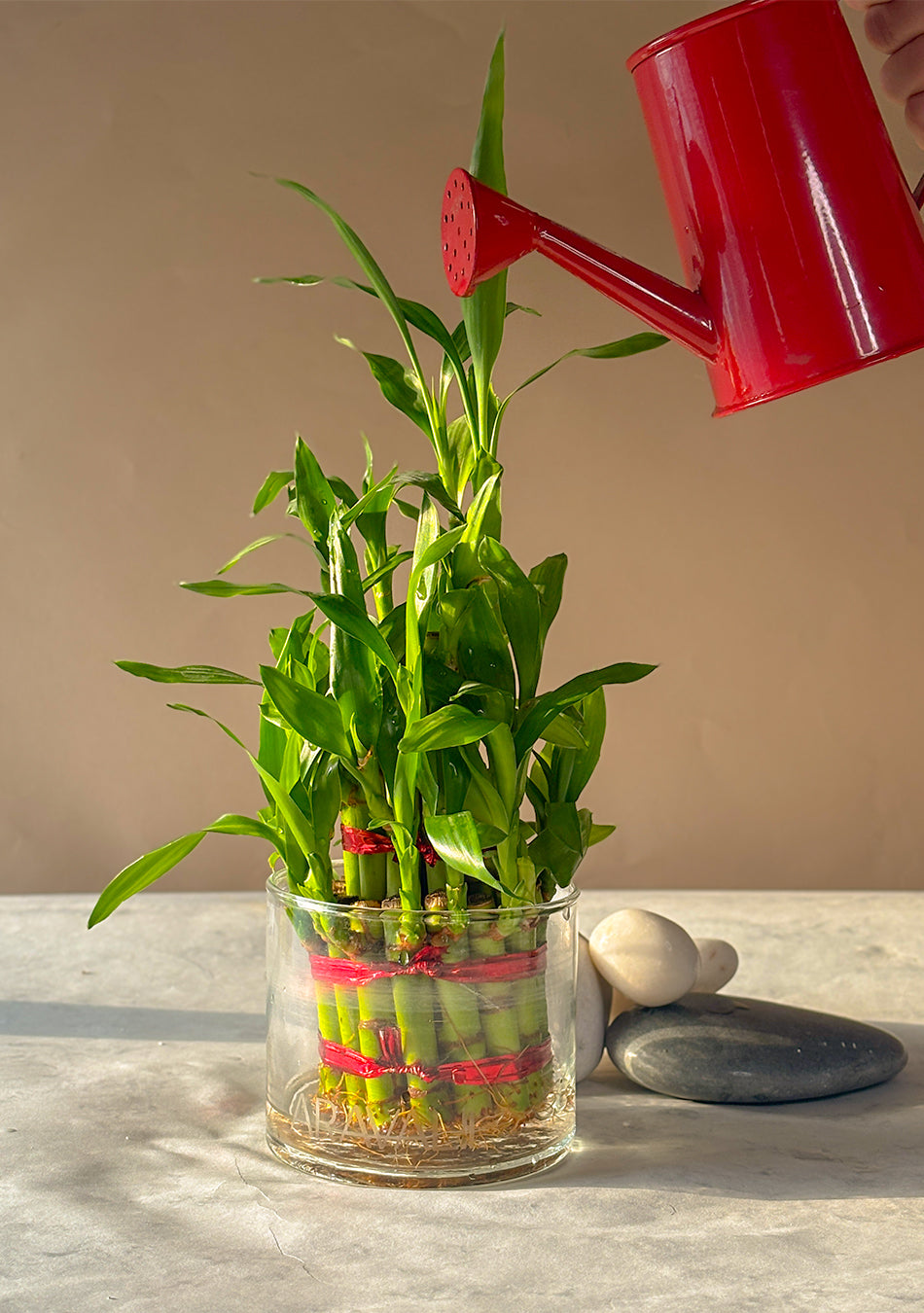 Lucky Bamboo 3 Layers Indoor Plant