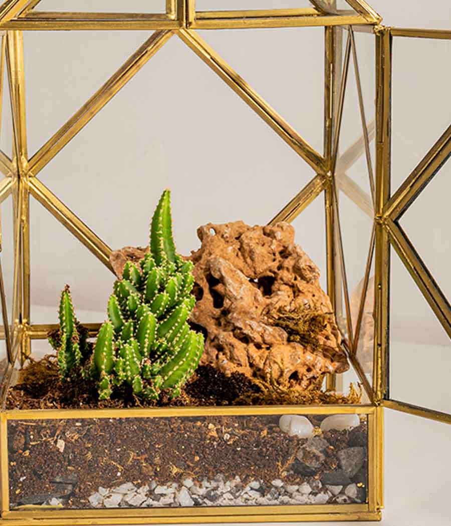 Geneva Terrarium