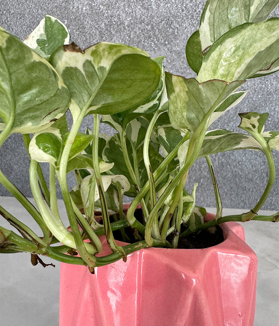Marble Stone MoneyPlant in Spiked Ceremic Planter