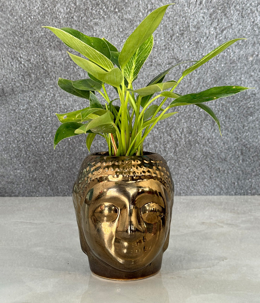 metal philodendron sculpture Philodendron Birkin in Buddha Ceremic Planter