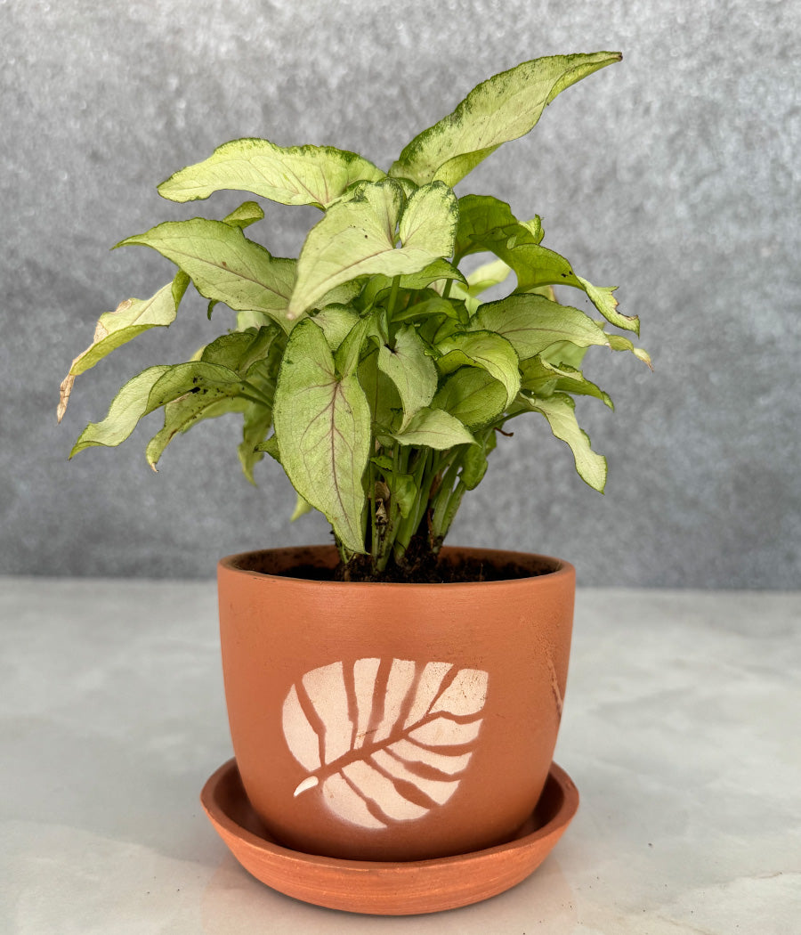 Syngonium Plant in Terracotta Leaf Design Planter