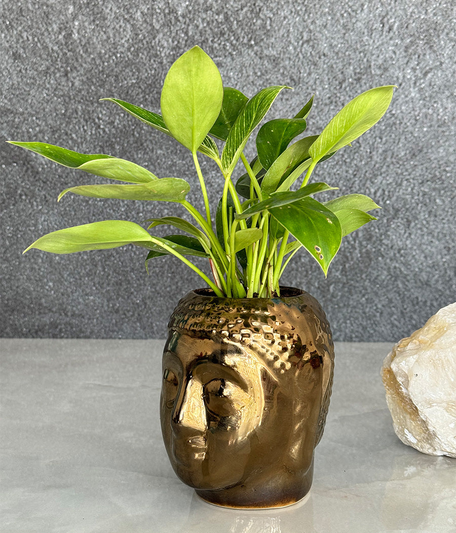 Philodendron Birkin in Buddha Ceremic Planter