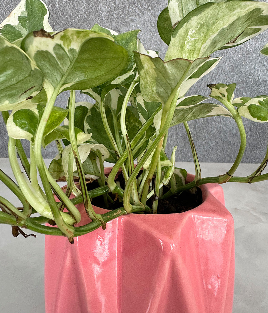 Marble Stone MoneyPlant in Spiked Ceremic Planter
