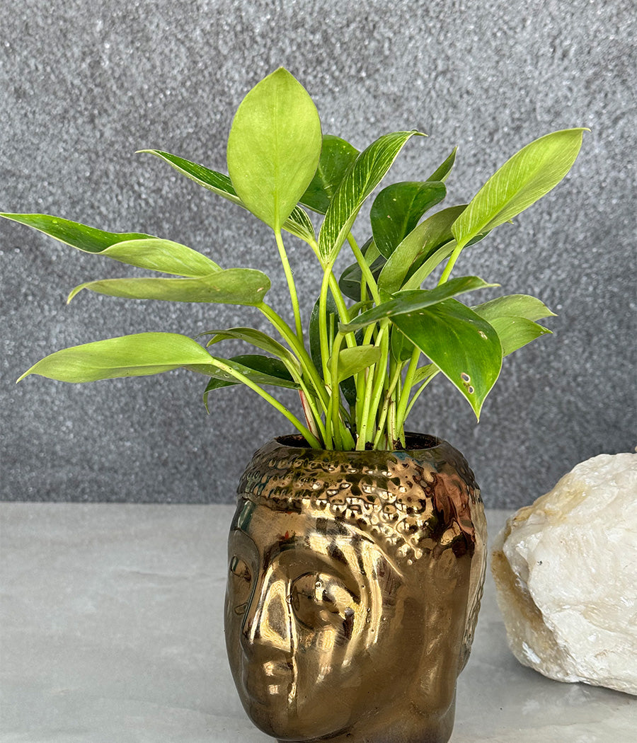 Philodendron Birkin in Buddha Ceremic Planter