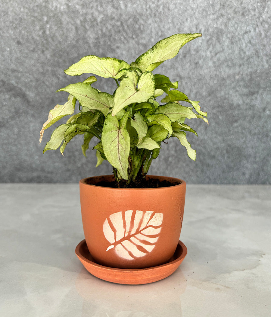 Syngonium Plant in Terracotta Leaf Design Planter