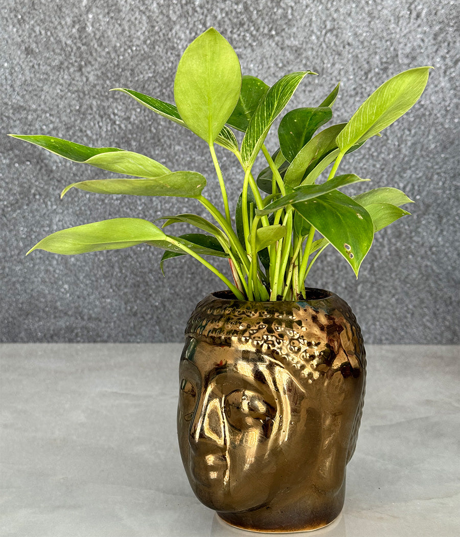 Philodendron Birkin in Buddha Ceremic Planter