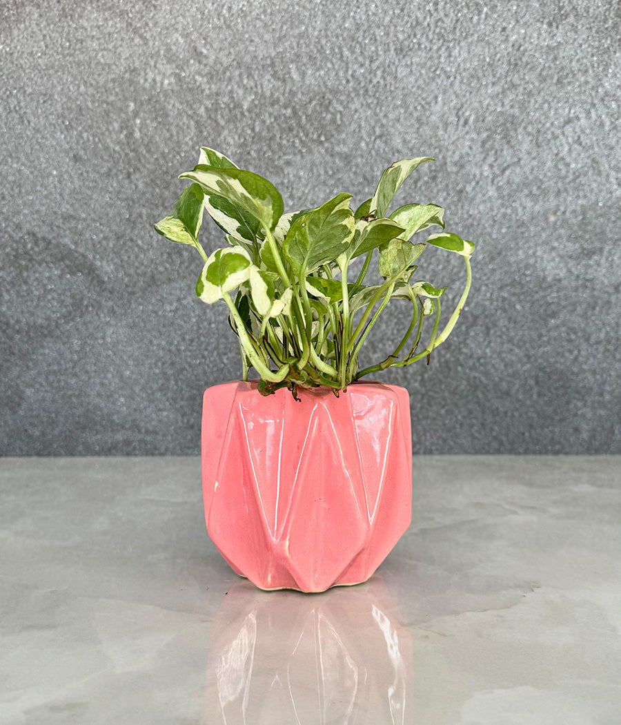 Marble Stone MoneyPlant in Spiked Ceremic Planter
