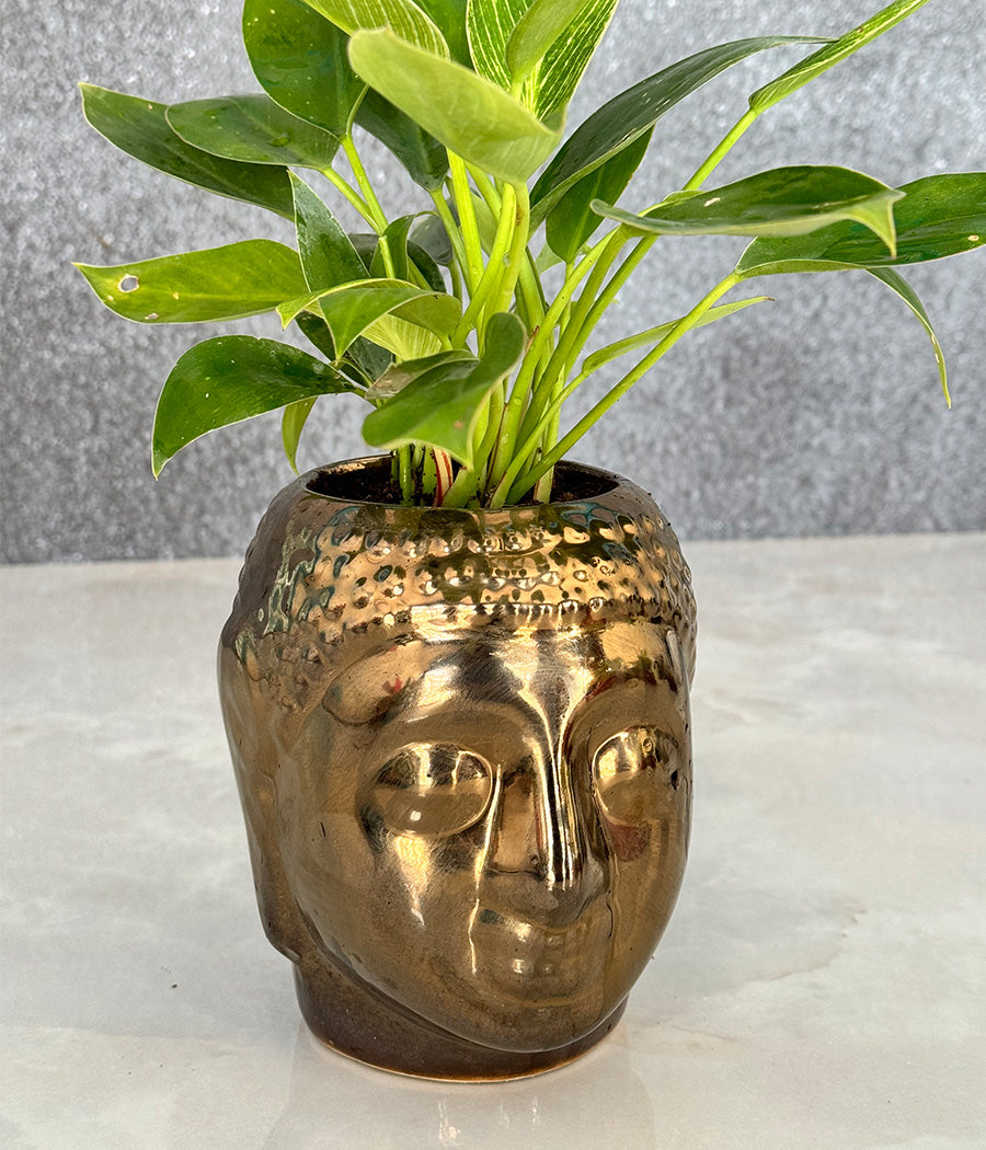 Philodendron Birkin in Buddha Ceremic Planter