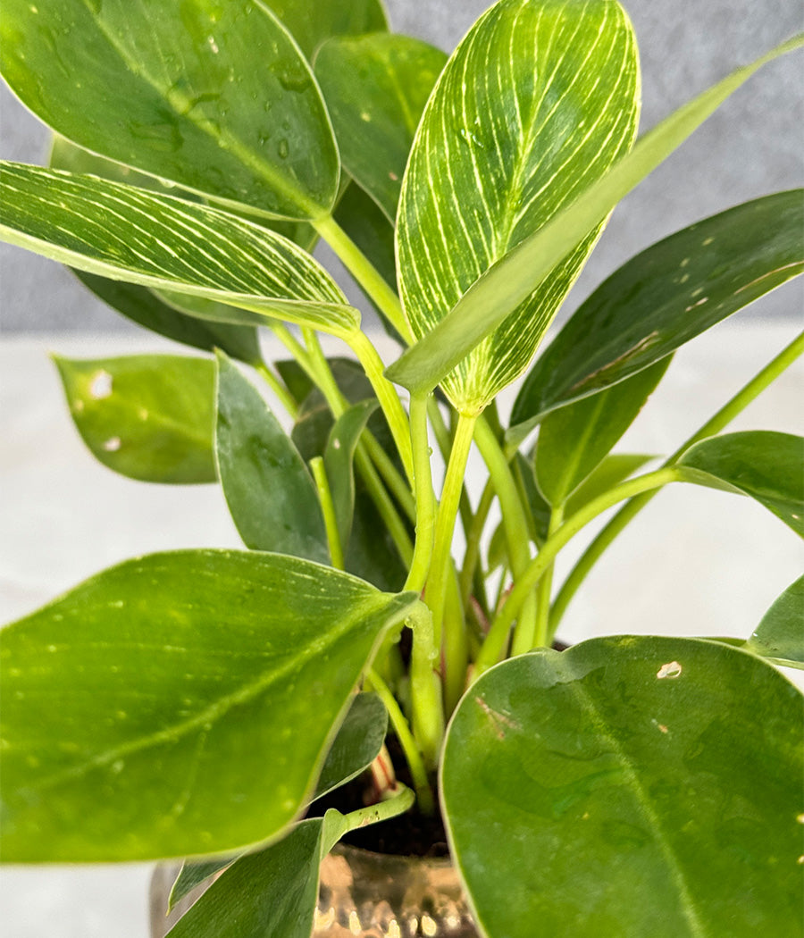 Philodendron Birkin in Buddha Ceremic Planter