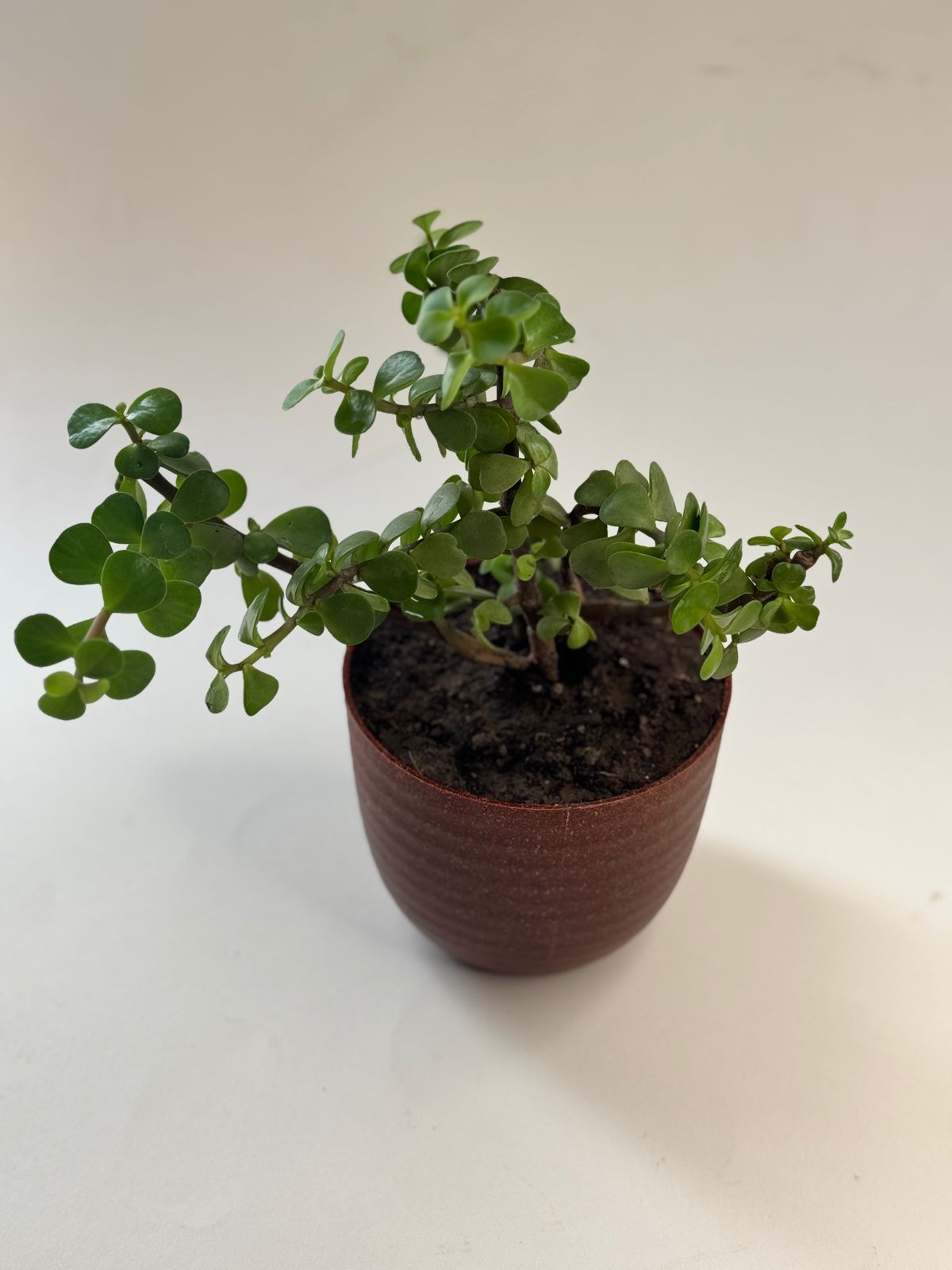 Jade plant Eco