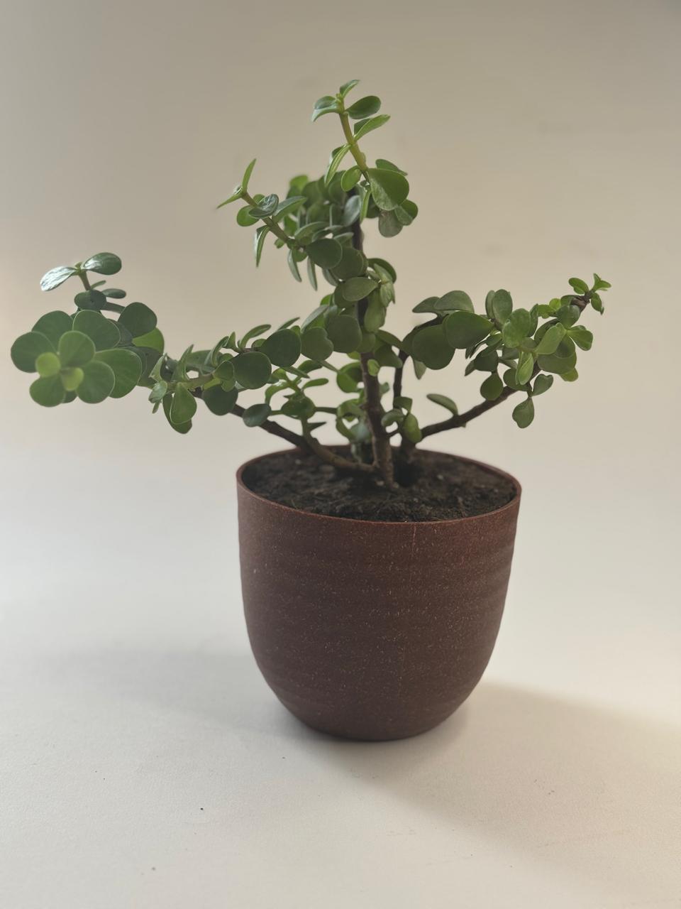 Jade plant Eco