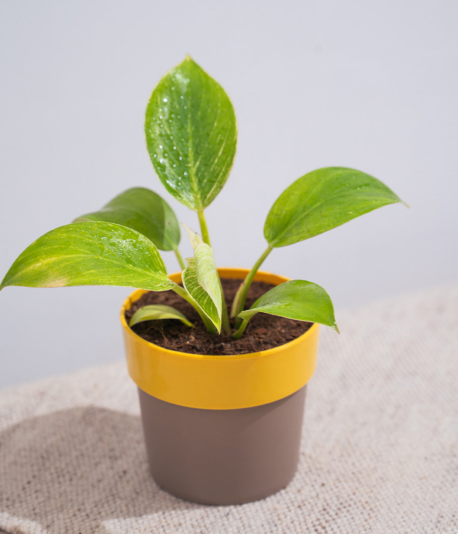 Aglaonema Snow White in Yellow Sunny-side Planter