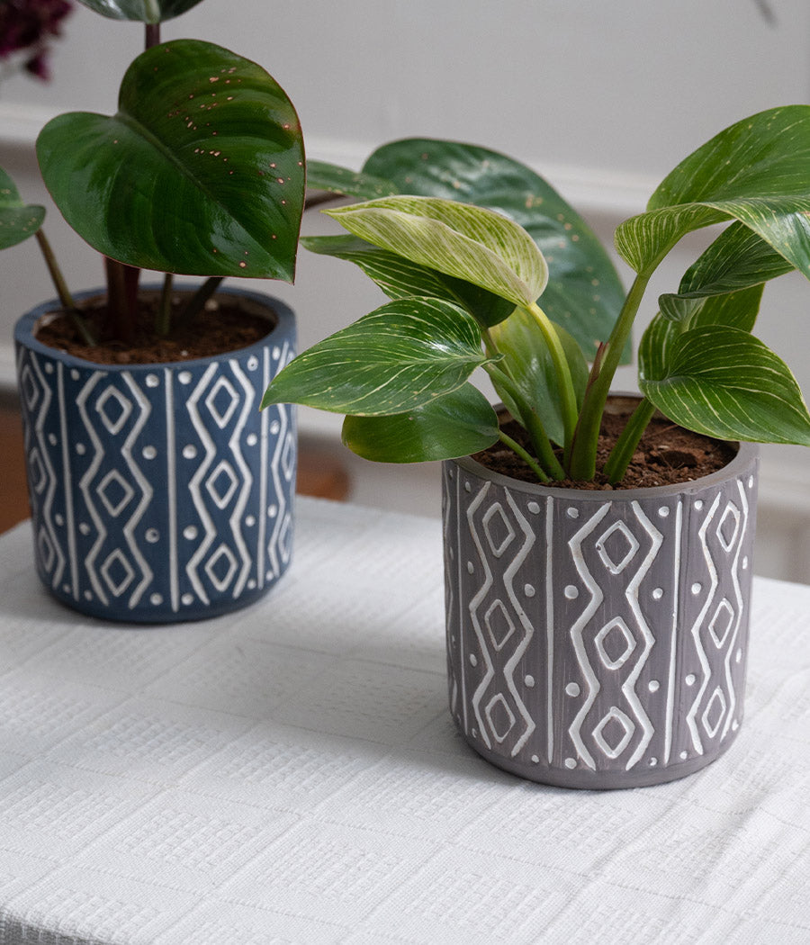 Set of 2: Philodendron Red + Birkin in Tribal Ceramic Planters