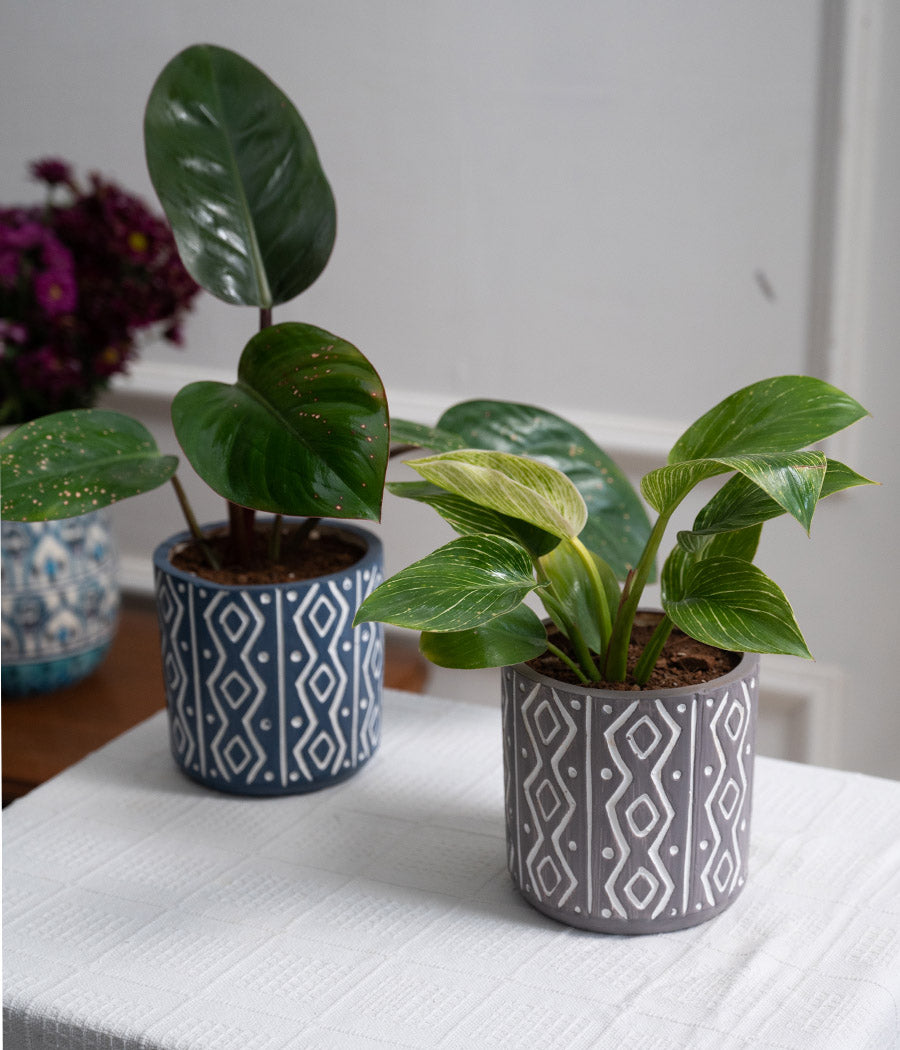 Set of 2: Philodendron Red + Birkin in Tribal Ceramic Planters