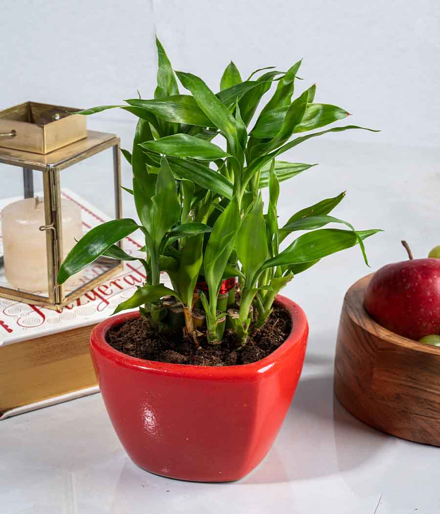 2 Layer Lucky Bamboo in Heart-shaped Red Ceramic Pot