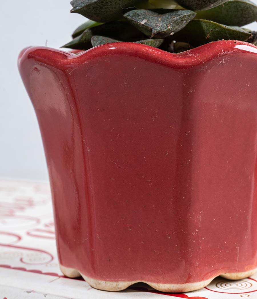Echeveria Succulent in Small Ceramic Pot