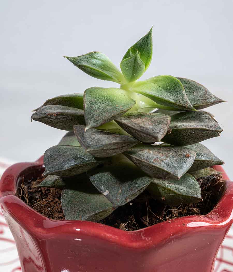 Echeveria Succulent in Small Ceramic Pot
