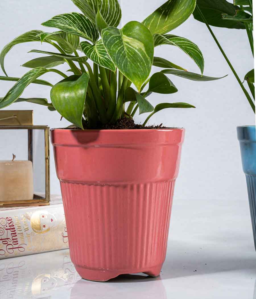 Philodendron Birkin in Tall Ceramic Planter