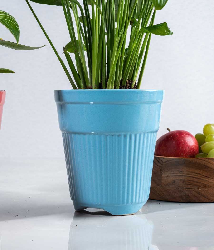 Peace Lily in Tall Ceramic Planter