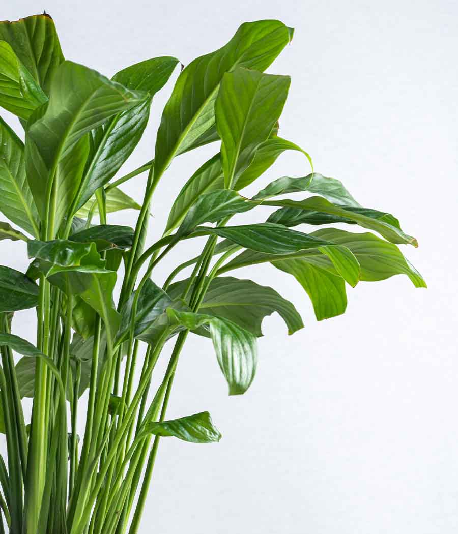 Set of 2 : Philodendron Birkin + Peace Lily in Tall Ceramic Planters