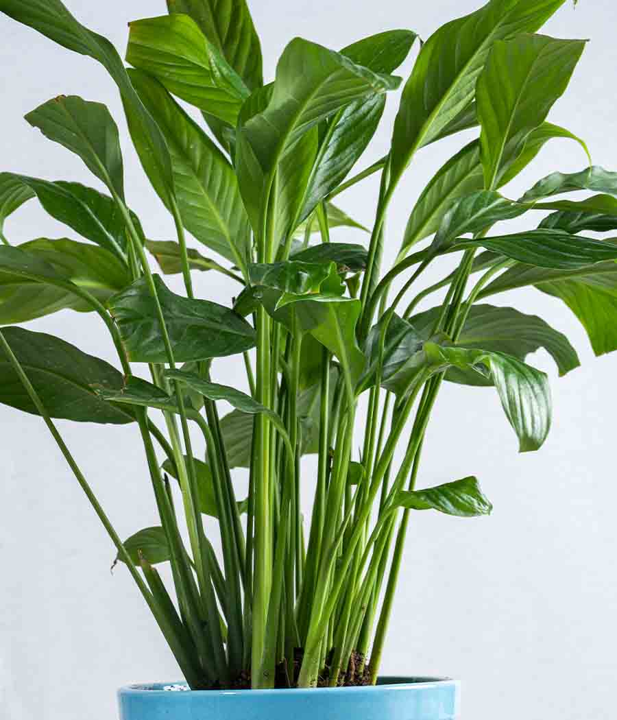 Peace Lily in Tall Ceramic Planter