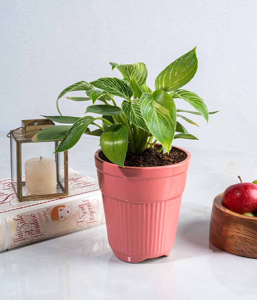 Philodendron Birkin in Tall Ceramic Planter