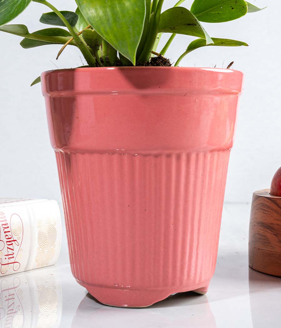 Philodendron Birkin in Tall Ceramic Planter