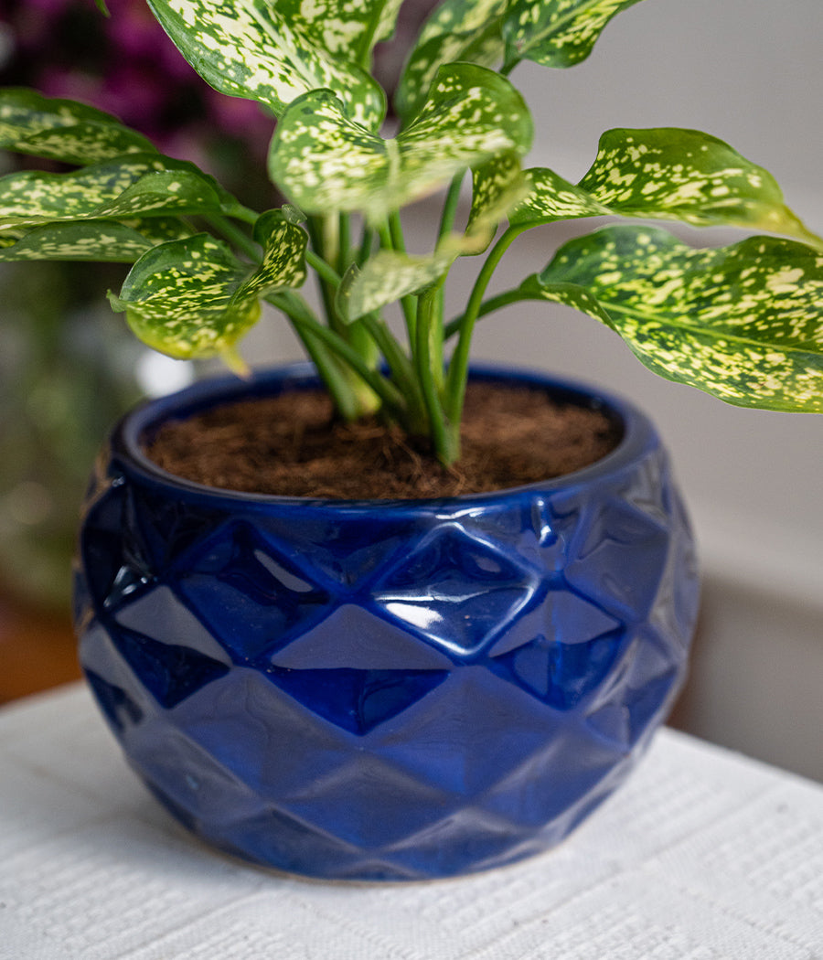 Aglaonema Snow White in Ceramic Planter