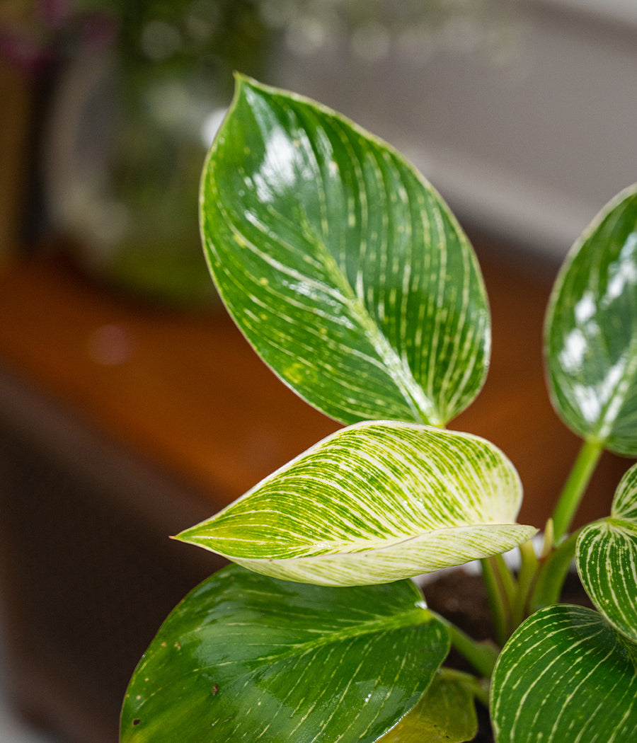 Philodendron Birkin in Round Ceramic Planter