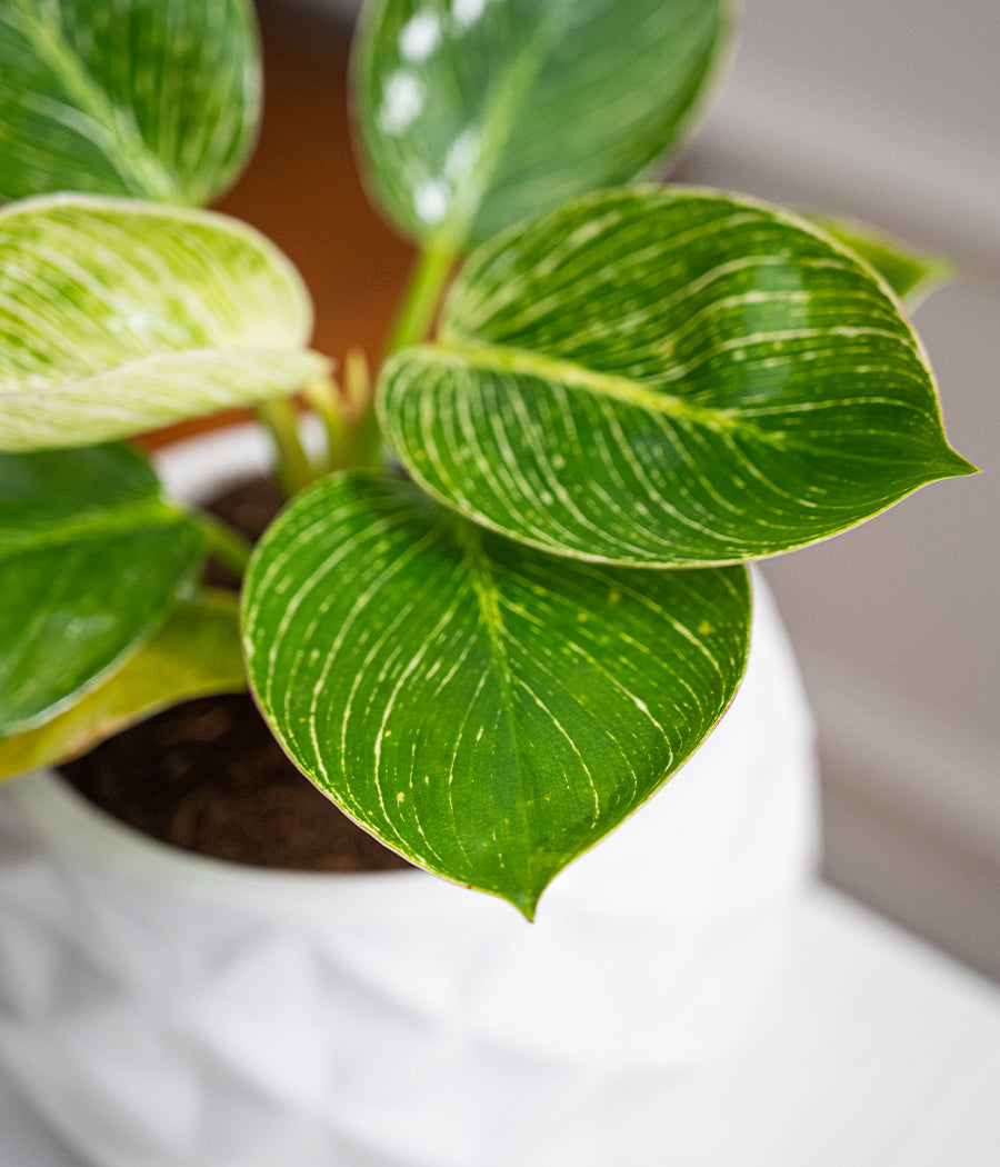Philodendron Birkin in Round Ceramic Planter