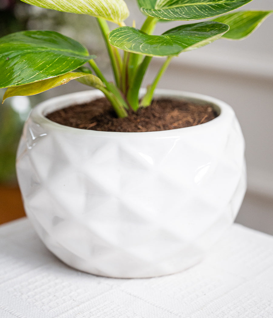 Philodendron Birkin in Round Ceramic Planter