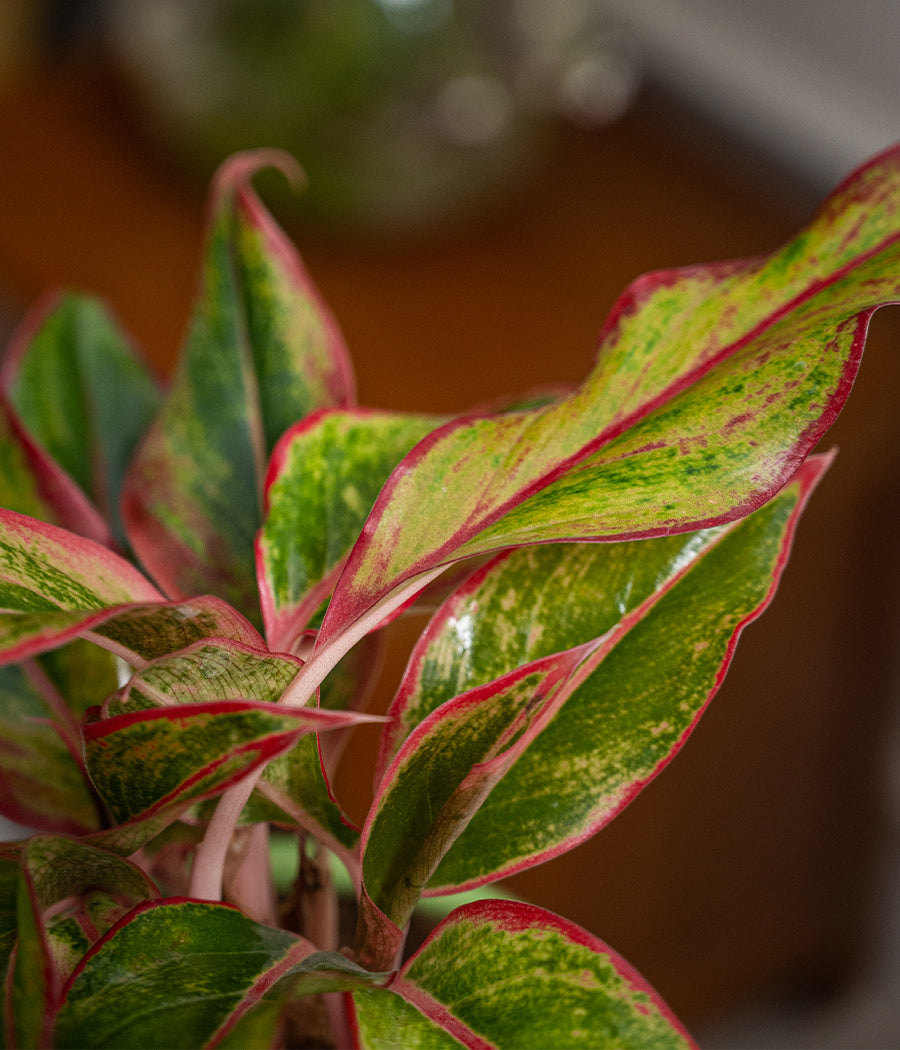 Aglaonema Lipstick in Ceramic Planter