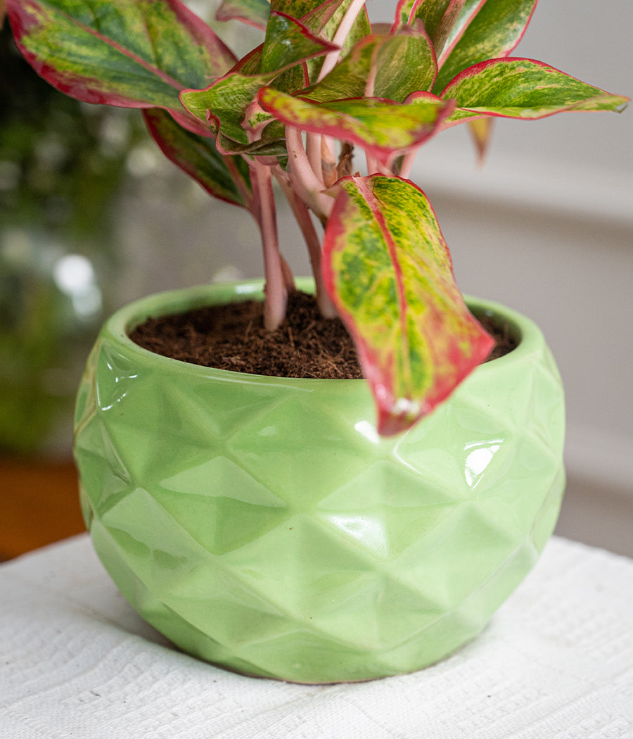 Aglaonema Lipstick in Ceramic Planter