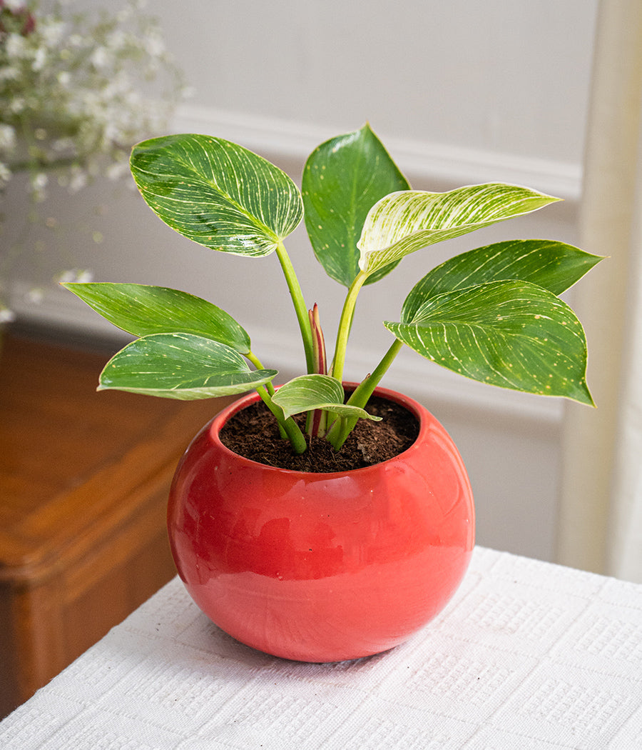 Philodendron Birkin in Round Planter